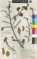 Isotype of Turraea zambesica Sprague & Hutch. [family MELIACEAE]