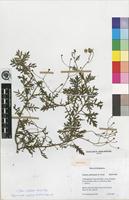 Isotype of Senecio aetfatensis B.Nord. [family ASTERACEAE]
