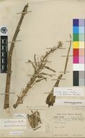 Isotype of Aloe rhodesiana Rendle [family ASPHODELACEAE]