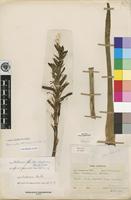 Type of Aloe rhodesiana Rendle [family ASPHODELACEAE]
