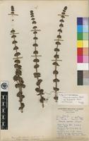 Isotype of Crassula nodulosa Schonland var. longisepala R.Fern. [family CRASSULACEAE]