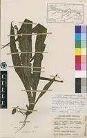 Isotype of Cyperus keniensis K k. [family CYPERACEAE]