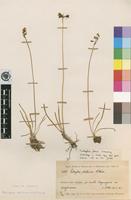 Isotype of Tulbaghia friesii Suess. [family ALLIACEAE]