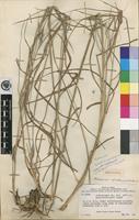 Isotype of Andropogon sylvaticus C.E.Hubb. [family POACEAE]