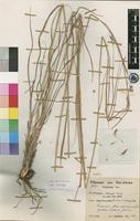 Type of Andropogon schinzii Hack. [family POACEAE]