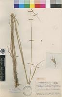 Isotype of Andropogon spanianthus Pilg. [family POACEAE]