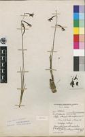Isotype of Eulophia williamsonii P.J.Cribb [family ORCHIDACEAE]
