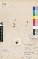 Isotype of Nervilia erosa P.J.Cribb [family ORCHIDACEAE]