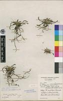 Isotype of Bolusiella iridifolia (Rolfe) Schltr. subsp. picea P.J.Cribb [family ORCHIDACEAE]