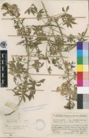 Type of Cleome oxyphylla Burch. var. robusta Kers [family CAPPARACEAE]