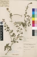Isotype of Cleome breyeri Burtt Davy [family CAPPARACEAE]