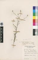 Isotype of Celosia brevispicata C.C.Towns. [family AMARANTHACEAE]