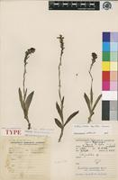 Isotype of Schizochilus lepidus Summerh. [family ORCHIDACEAE]