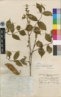 Isotype of Millettia mossambicensis Gillett [family FABACEAE]