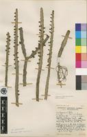 Type of Euphorbia ambroseae L.C.Leach var. spinosa L.C.Leach [family EUPHORBIACEAE]