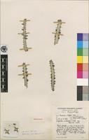 Holotype of Euphorbia ambroseae L.C.Leach var. spinosa L.C.Leach [family EUPHORBIACEAE]