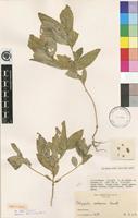 Isotype of Polygala robsonii Exell [family POLYGALACEAE]