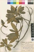 Isotype of Kiggelaria africana L. [family FLACOURTIACEAE]