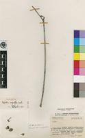 Isotype of Euphorbia congestiflora L.C.Leach [family EUPHORBIACEAE]