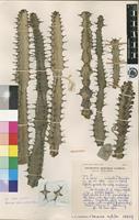 Holotype of Euphorbia griseola Pax subsp. zambiensis L.C.Leach [family EUPHORBIACEAE]