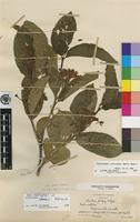 Isoneotype of Holarrhena tettensis Klotzsch [family APOCYNACEAE]