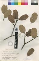 Type of Monotes katangensis (De Wild.) De Wild. [family DIPTEROCARPACEAE]