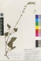 Isotype of Plectranthus porphyranthus T.J.Edwards & N.R.Crouch [family LAMIACEAE]