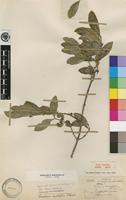 Type of Tricalysia pallens Hiern [family RUBIACEAE]