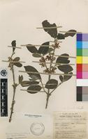 Isotype of Sericanthe andongensis (Hiern) Robbr. var. andongensis [family RUBIACEAE]
