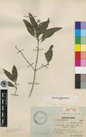 Type of Tarenna supra-axillaris (Hemsl.) Bremek. [family RUBIACEAE]