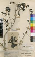 Isotype of Pavetta delagoensis Bremek. [family RUBIACEAE]