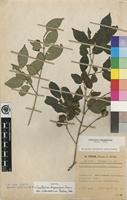 Isotype of Canthium oligocarpum Hiern [family RUBIACEAE]