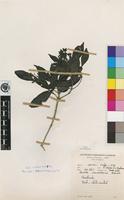 Type of Pavetta umtalensis Bremek. [family RUBIACEAE]