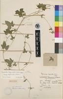 Isotype of Cucumella bryoniifolia (Merxm.) C.Jeffrey [family CUCURBITACEAE]