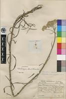 Type of Achyrocline stenoptera (DC.) Hilliard & B.L.Burtt [family ASTERACEAE]