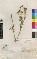 Type of Guizotia scabra (Vis.) Chiov. [family ASTERACEAE]