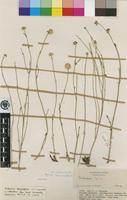 Isotype of Mechowia redactifolia C.C.Towns. [family AMARANTHACEAE]