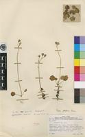Isotype of Senecio milanjianus S.Moore [family ASTERACEAE]