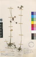 Isotype of Cyperus mwinilungensis Podlech [family CYPERACEAE]