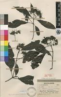 Type of Tarenna pavettoides (Harv.) Sim subsp. pavettoides [family RUBIACEAE]