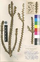 Holotype of Euphorbia griseola Pax subsp. mashonica L.C.Leach [family EUPHORBIACEAE]
