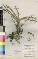Isotype of Summerhayesia zambesiaca P.J.Cribb [family ORCHIDACEAE]