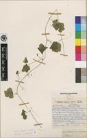 Isotype of Cucumella bryoniifolia (Merxm.) C.Jeffrey [family CUCURBITACEAE]