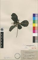 Isotype of Pavetta comostyla S.Moore [family RUBIACEAE]