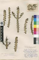 Holotype of Euphorbia griseola Pax subsp. mashonica L.C.Leach [family EUPHORBIACEAE]