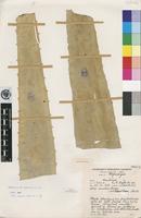 Holotype of Aloe excelsa A.Berger var. breviflora L.C.Leach [family ASPHODELACEAE]