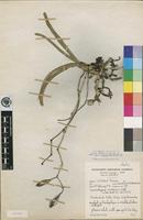 Isotype of Summerhayesia zambesiaca P.J.Cribb [family ORCHIDACEAE]