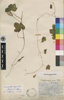 Isotype of Cucumella bryoniifolia (Merxm.) C.Jeffrey [family CUCURBITACEAE]