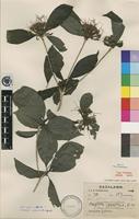 Type of Pavetta comostyla S.Moore [family RUBIACEAE]