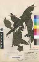 Type of Tarenna pavettoides (Harv.) Sim subsp. pavettoides [family RUBIACEAE]